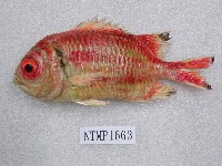 藏品(點鰭金鱗魚)的圖片